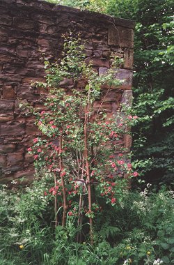 Flowering Hawthorn planted in memory of Joan.